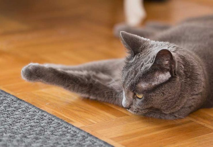 what to do if your cat has a seizure