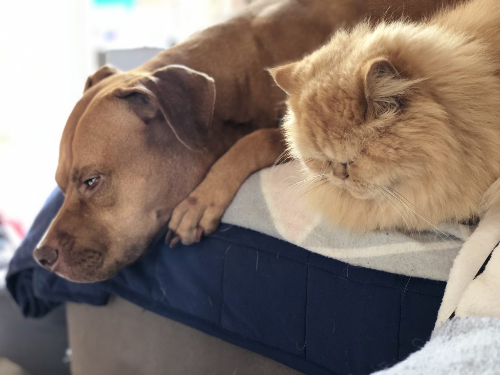 common pet illnesses