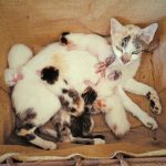 when can i get my cat spayed after having kittens