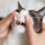 cats teeth are yellow