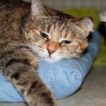 cat is constipated​