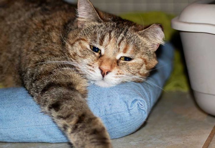 cat is constipated​