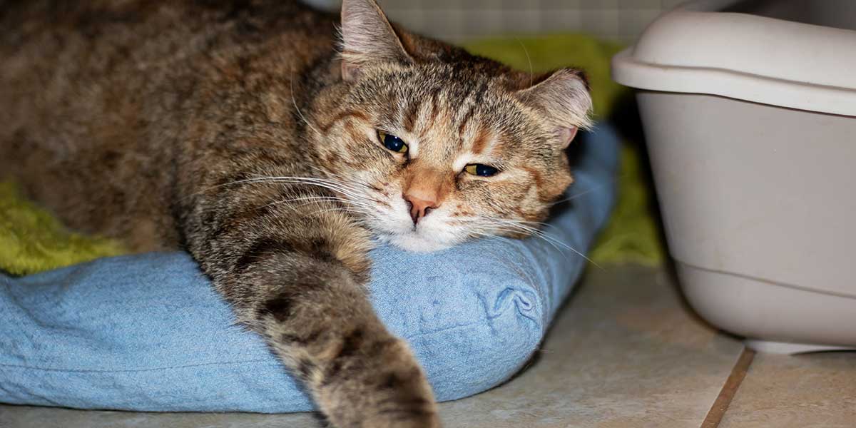 cat is constipated