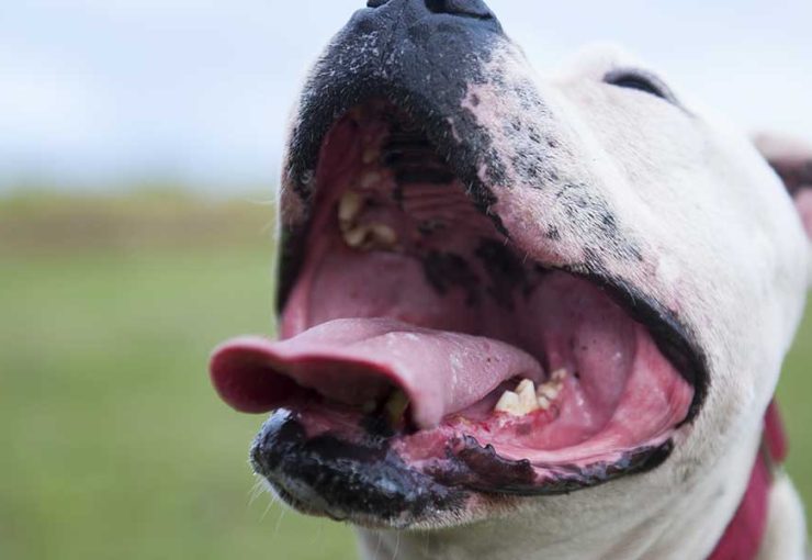drooling in dogs