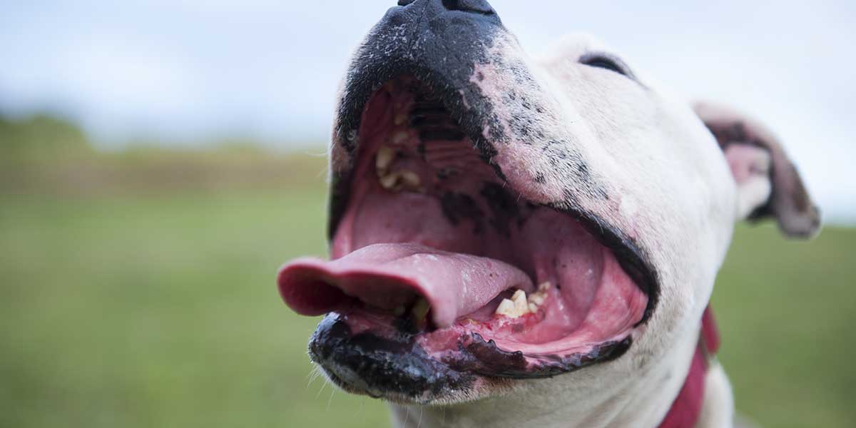 drooling in dogs