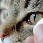 eye discharge in cats