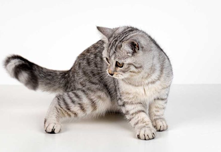 why is my cat limping