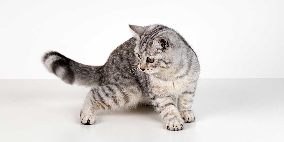 why is my cat limping