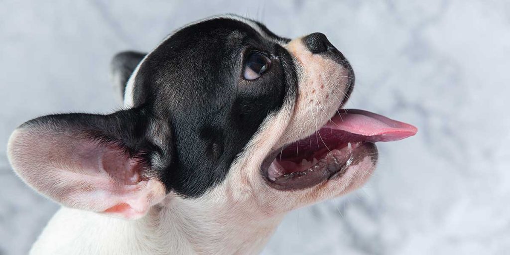 Why Is Your Dog Breathing Fast? 