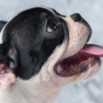 why is my dog breathing fast