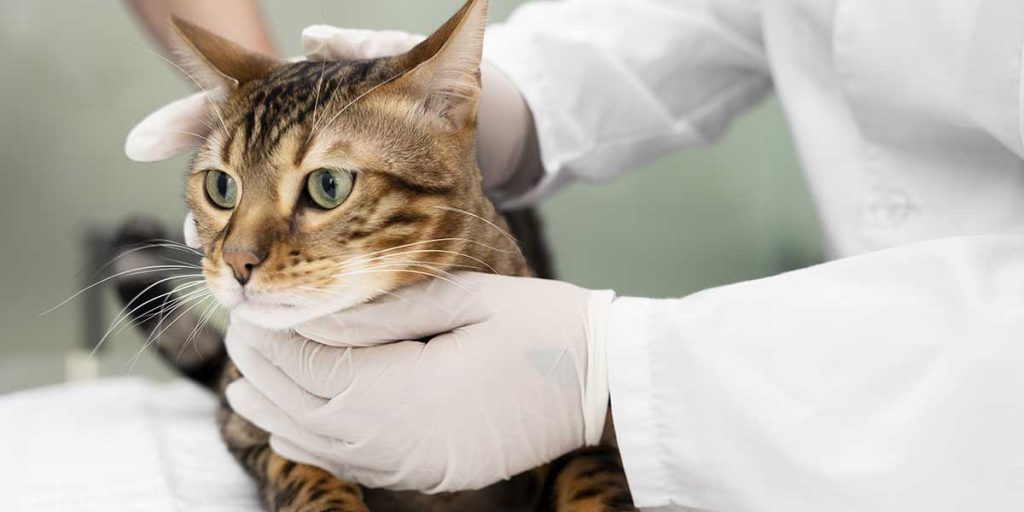 What Causes Bladder Stones in Cats?