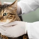 bladder stones in cats