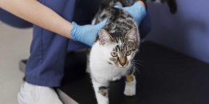 How Often Should You Deworm Your Cat?