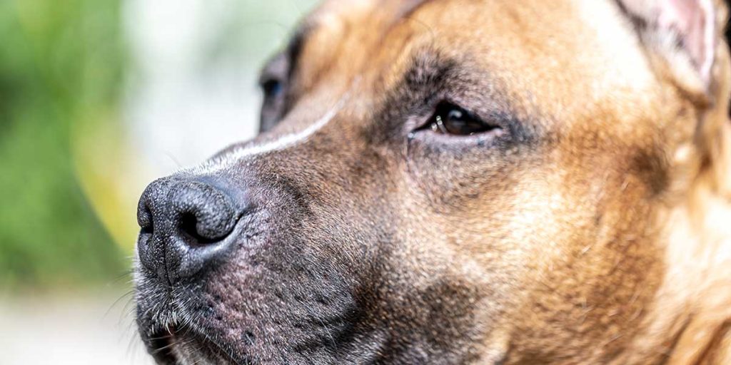 Why Is Your Dog’s Nose Dry and Cracked?
