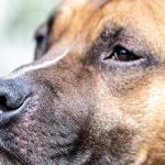 dogs nose dry and cracked