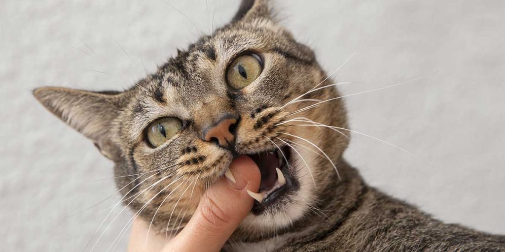 What To Do if Your Cat Loses a Fang Tooth