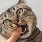what to do when a cat loses a fang tooth