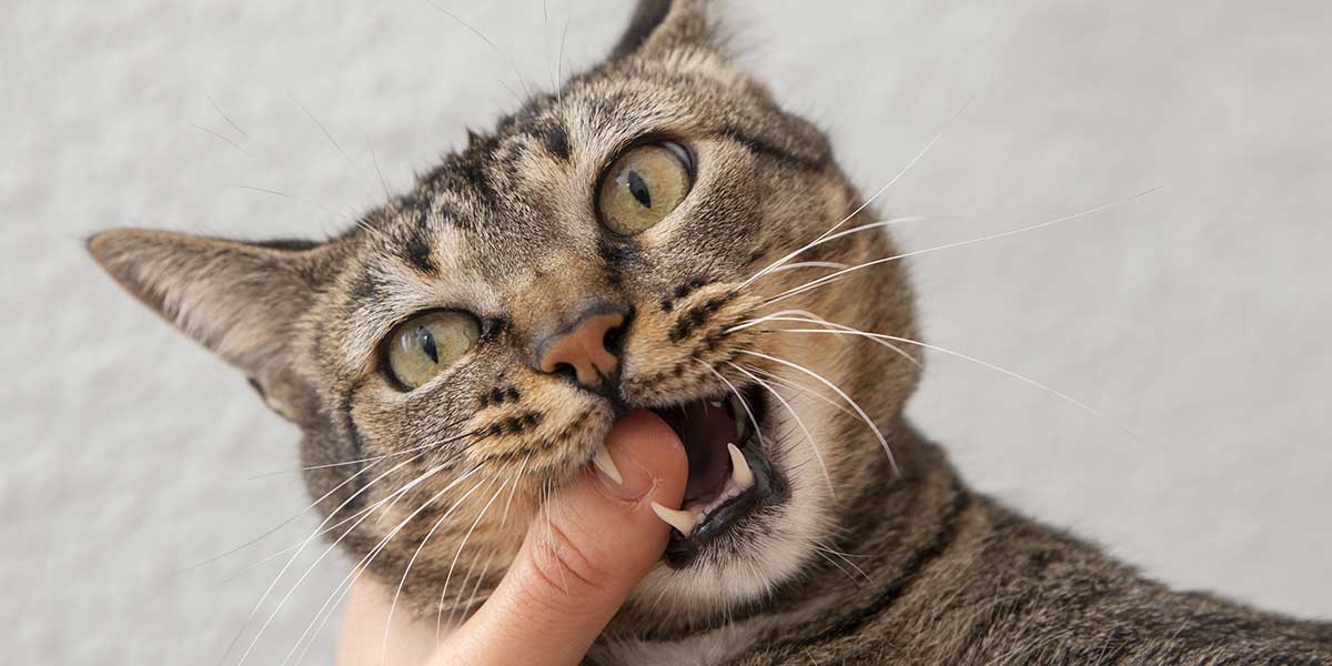 what to do when a cat loses a fang tooth
