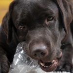 how long can a dog go without drinking water