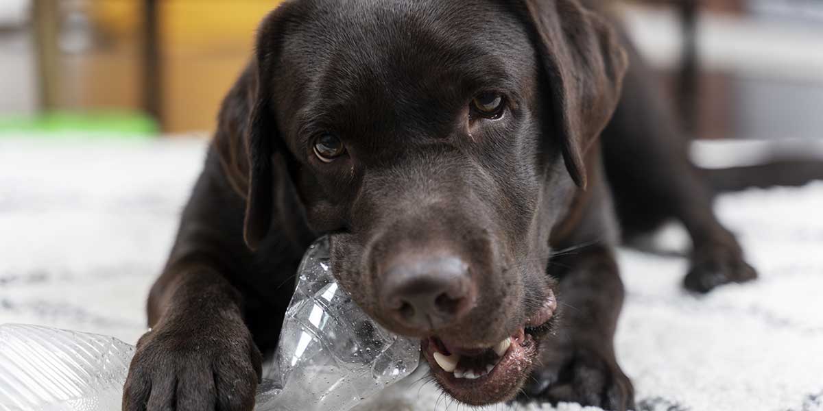 how long can a dog go without drinking water