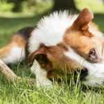 why is my dog shaking​