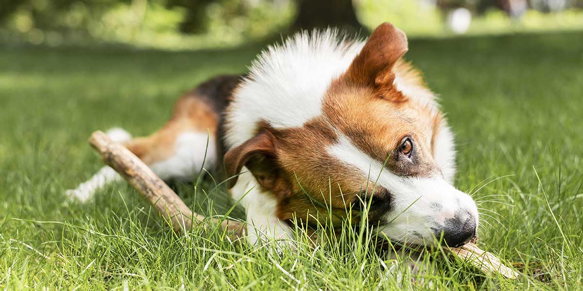 why is my dog shaking​