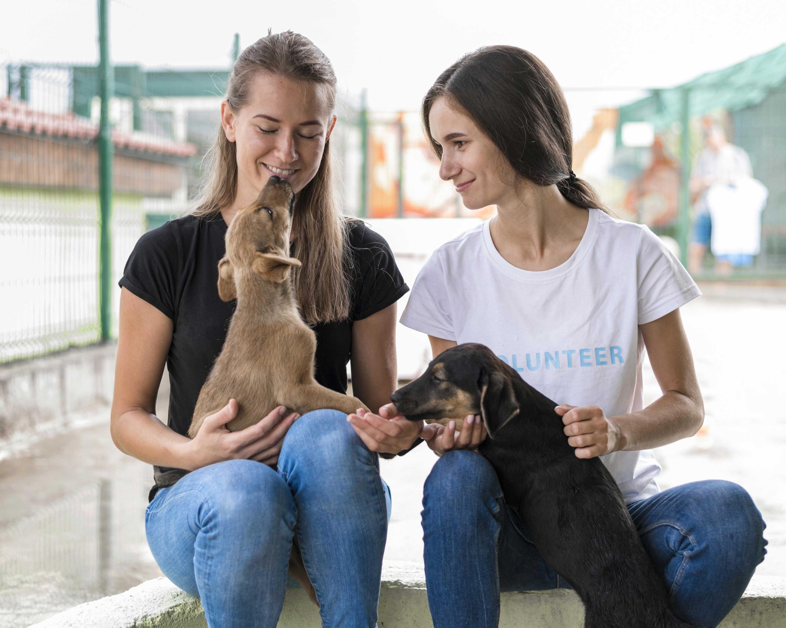 volunteer at animal shelters in new york