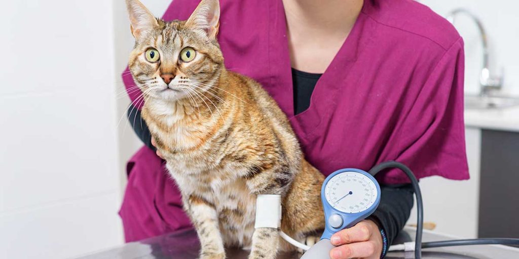 Understanding High Blood Pressure in Cats