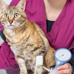 A veterinary professional checks a tabby cat's blood pressure using a blood pressure cuff attached to its front leg.
