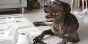 What Happens if a Dog Eats a Foreign Object?