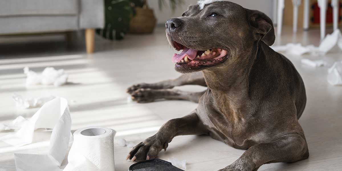 A brown dog lies on the floor surrounded by shredded toilet paper and pieces of a destroyed household object.