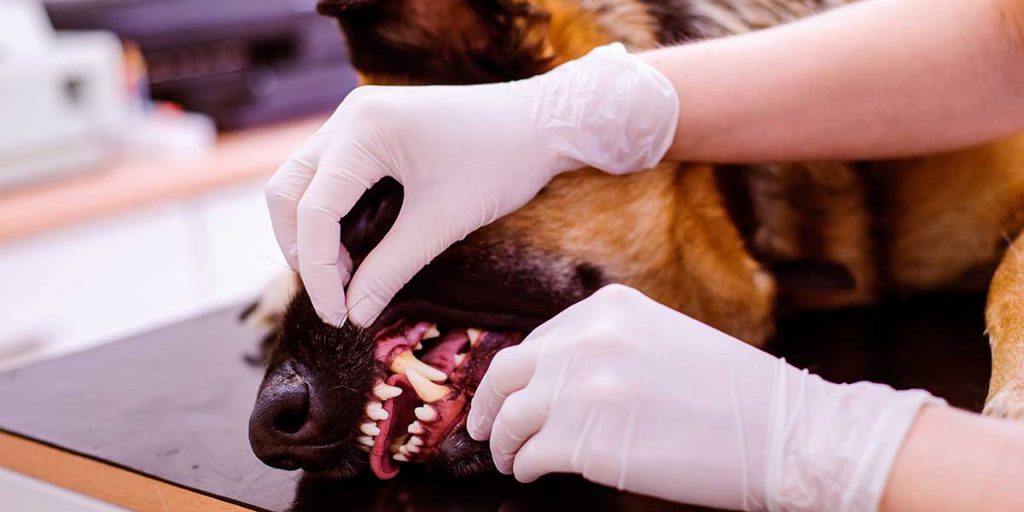 A Guide to Pet Dental X-Rays