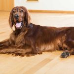 A large, long-haired Irish Setter dog rests comfortably on a light wooden floor, representing essential large breed pet care.