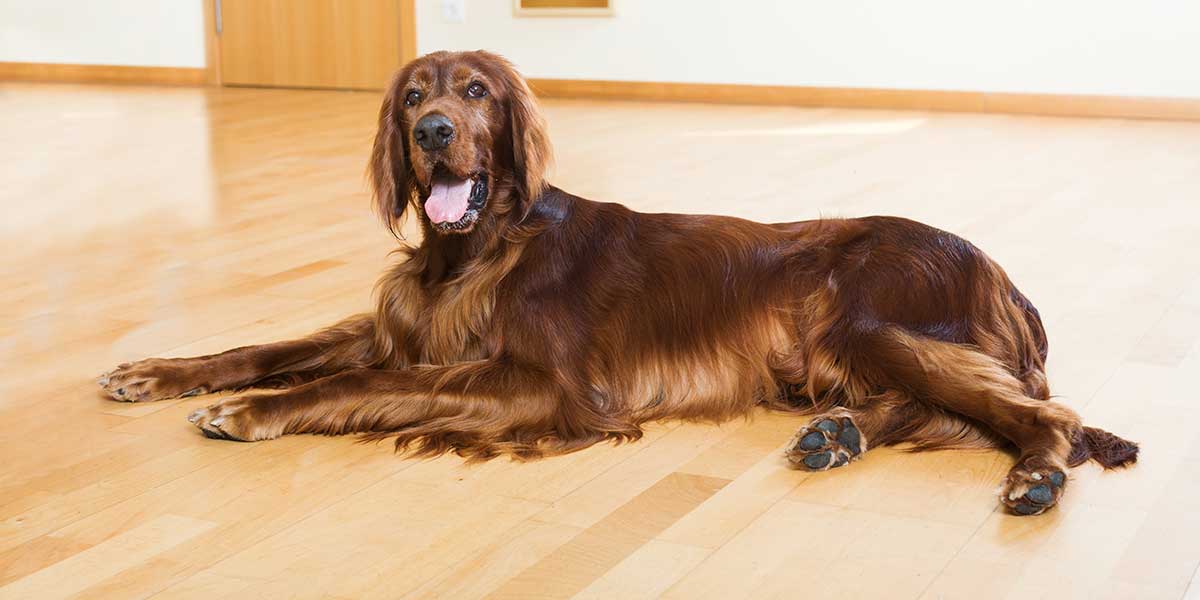 A large, long-haired Irish Setter dog rests comfortably on a light wooden floor, representing essential large breed pet care.