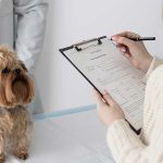 A veterinarian examines a small Yorkshire Terrier while the owner fills out intake paperwork during a pet's first wellness exam.