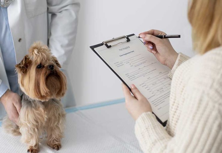 A veterinarian examines a small Yorkshire Terrier while the owner fills out intake paperwork during a pet's first wellness exam.