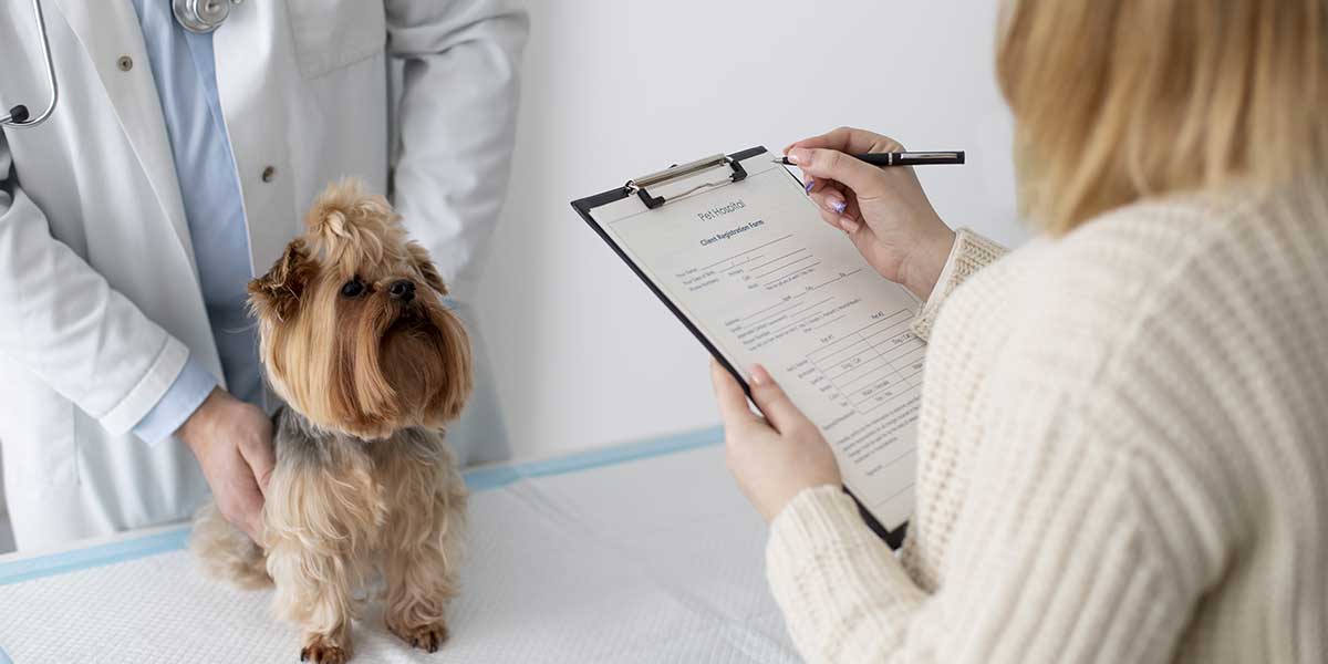 A veterinarian examines a small Yorkshire Terrier while the owner fills out intake paperwork during a pet's first wellness exam.
