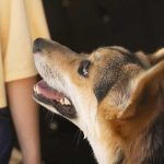 An anxious senior Corgi dog looks up at its owner, illustrating why aging pets experience pacing and nighttime restlessness.