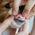 Hands gently lift a small dog's lip to inspect its teeth, revealing a damaged and broken tooth along the gumline.