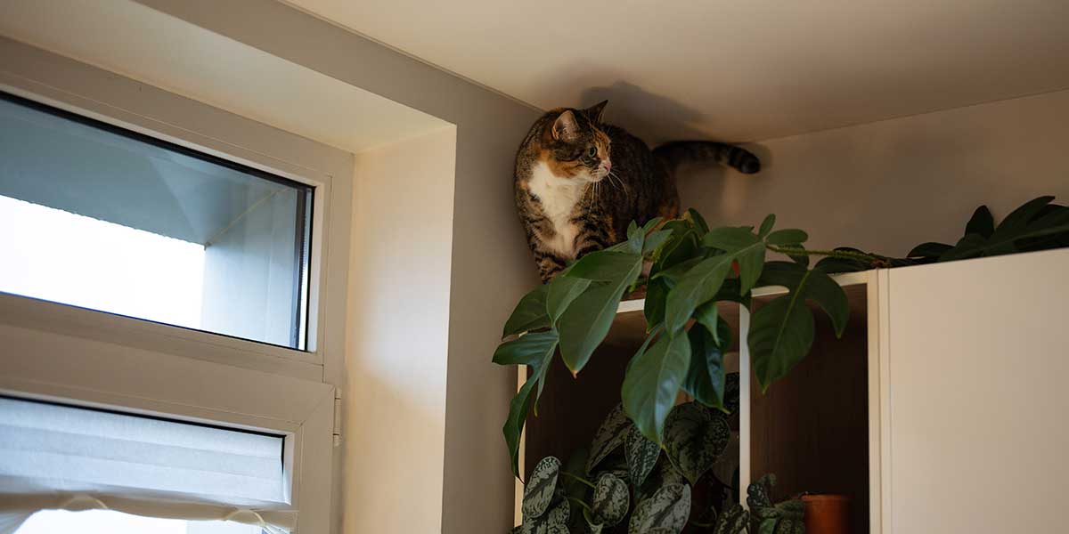 A calico cat perches dangerously high on top of a cabinet near plants and an open window indoors.