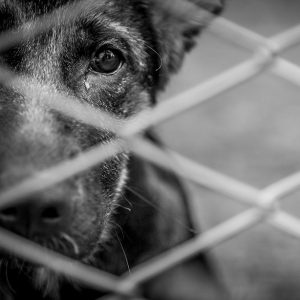 animal cruelty laws in new york